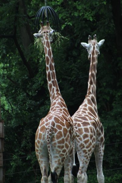 Bronx Zoo