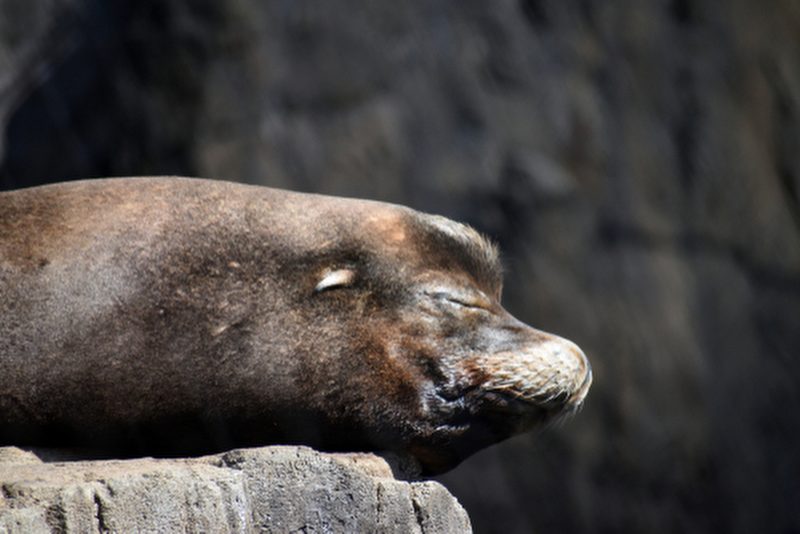 New York Aquarium
